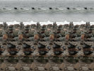 Rock Cairns