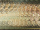 Scallop Shell