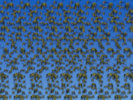 Swarm of Bees